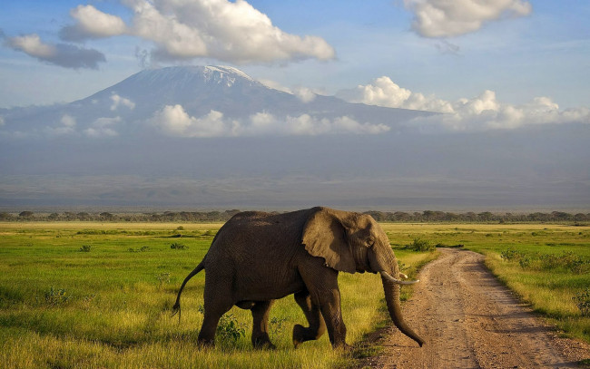 Обои картинки фото животные, слоны, дорога, горы