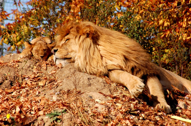 Обои картинки фото животные, львы, сон, сын, отец