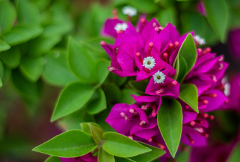 Картинка цветы бугенвиллея тропический яркий