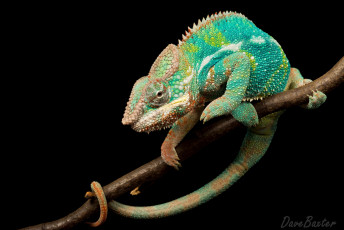 Картинка животные хамелеоны разноцветный