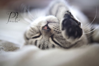 Картинка животные коты мордочка котенок сон