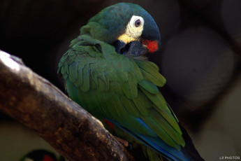 Картинка животные попугаи зеленый