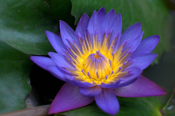 Картинка цветы лилии водяные нимфеи кувшинки фиолетовый