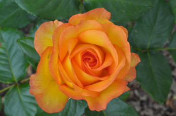 Картинка цветы розы желтый лепестки