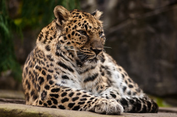 Картинка животные леопарды хищник спокойствие