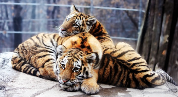 Картинка животные тигры амурский тигр