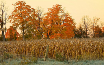 обоя природа, другое, поле, кукуруза, осень