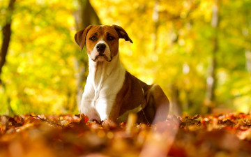 Картинка животные собаки собака осень природа