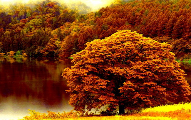 Обои картинки фото природа, деревья, осень, озеро, лес, дуб, краски