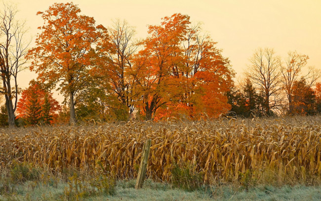 Обои картинки фото природа, другое, поле, кукуруза, осень