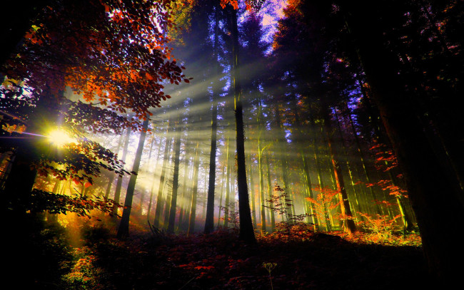 Обои картинки фото природа, лес, свет, лучи, листва, стволы, осень