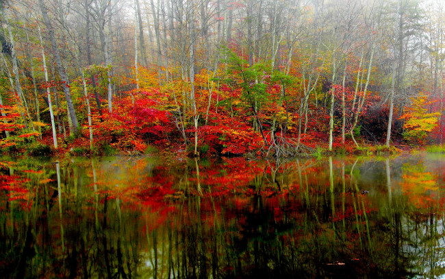 Обои картинки фото природа, реки, озера, озеро, лес, осень, краски, туман