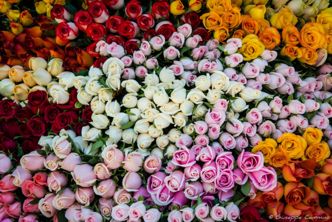 Обои картинки фото цветы, розы, много, бутоны
