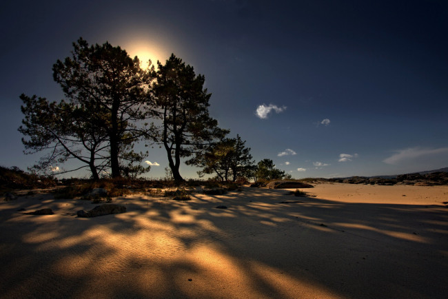 Обои картинки фото природа, деревья, песок