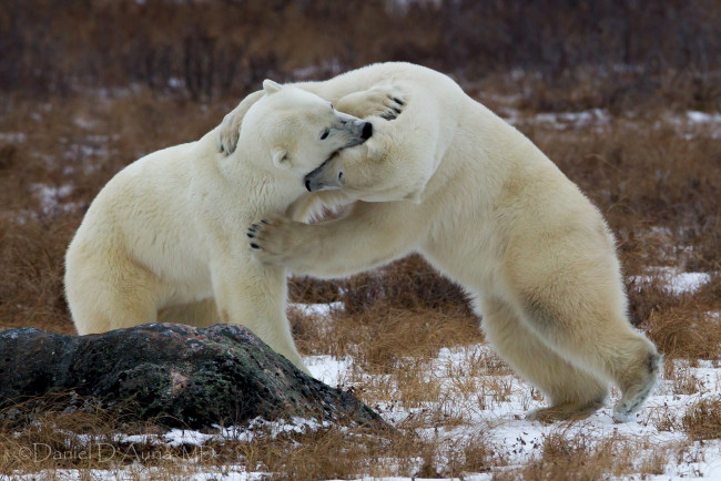 Обои картинки фото животные, медведи, борьба, белый