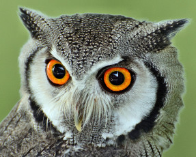 Картинка животные совы глаза ушки филин