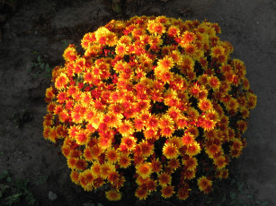 Картинка цветы хризантемы куст