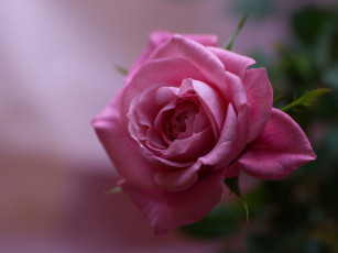 Картинка цветы розы макро бутон