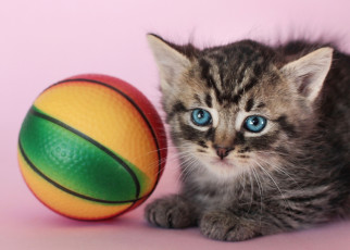 Картинка животные коты мячик котёнок