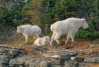 Картинка glacier national park montana животные козы национальный парк глейшер монтана снежная коза семейка