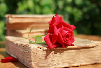 Картинка цветы розы книги красный