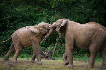 Картинка животные слоны борьба
