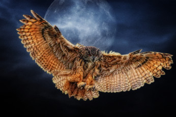 Картинка разное компьютерный дизайн photoshop луна крылья сова