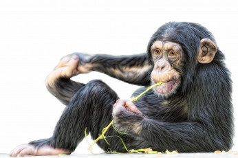 Картинка рисованные животные обезьяны шимпанзе обезьяна