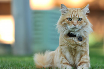 Картинка животные коты позирование взгляд рыжий кот