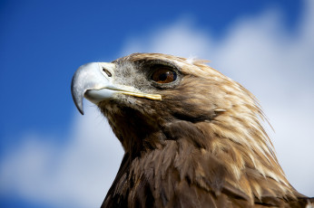 Картинка животные птицы хищники клюв взгляд оперение голова орел