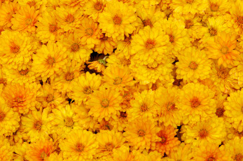 Картинка цветы хризантемы макро жёлтые