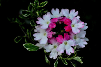 Картинка цветы лантана вербена