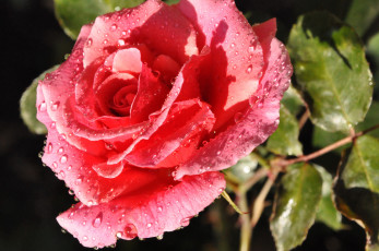Картинка цветы розы ветка роза