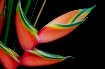 Картинка цветы стрелиция райская птица тропики