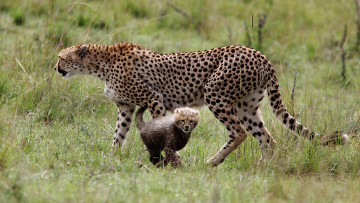 обоя животные, гепарды, котёнок, детёныш, материнство