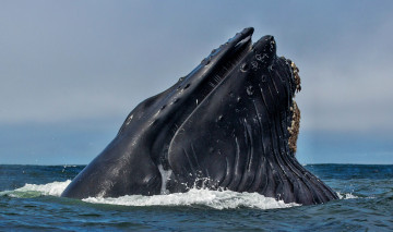 Картинка животные киты кашалоты голова кит океан