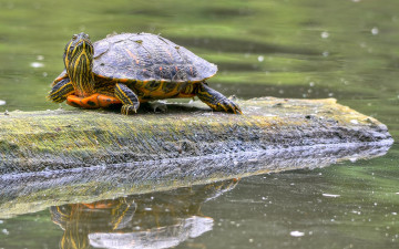 Картинка животные Черепахи бревно водоем черепаха