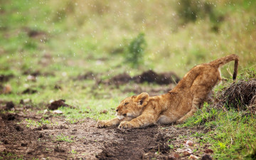 Картинка животные львы львёнок дождь потягушки детёныш