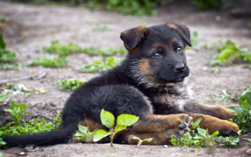 Картинка животные собаки немецкая овчарка щенок