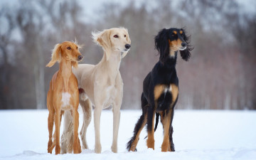 Картинка животные собаки зима снег