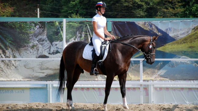 Обои картинки фото спорт, конный, лошадь