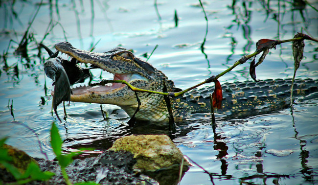 Обои картинки фото животные, крокодилы, крокодил, добыча, водоем, рыба, челюсти