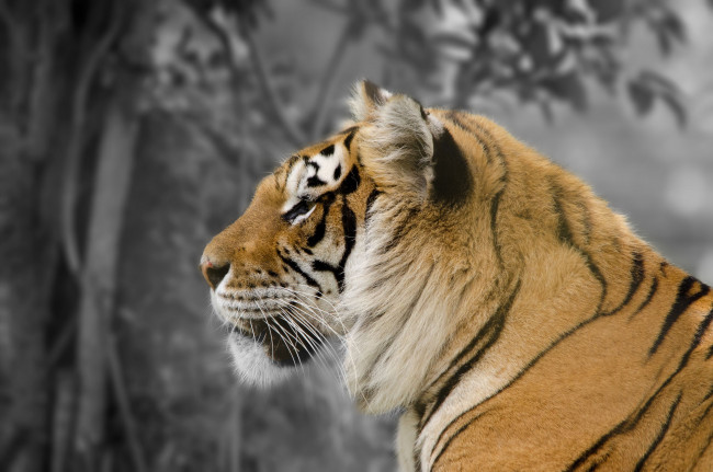 Обои картинки фото животные, тигры, портрет, профиль, красавец