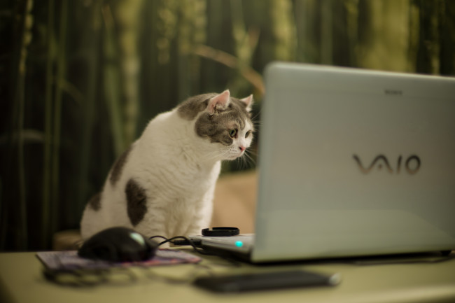 Обои картинки фото животные, коты, vaio, лэптоп, ноутбук, кошка