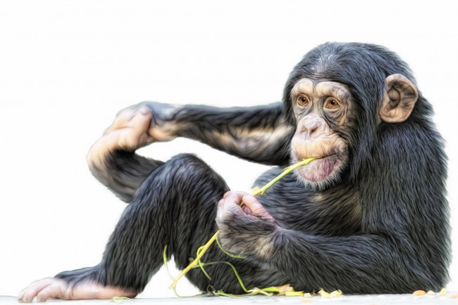 Обои картинки фото рисованные, животные, обезьяны, шимпанзе, обезьяна