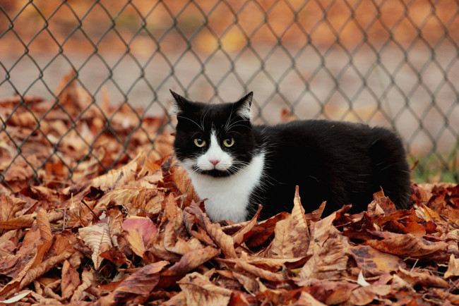 Обои картинки фото животные, коты, осень, листва