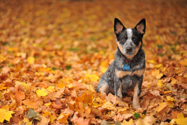 Обои картинки фото животные, собаки, австралийская, пастушья, собака, осень, листья, австралийский, хилер
