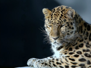 Картинка животные леопарды леопард красавец портрет