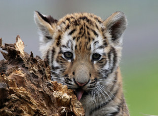 Картинка животные тигры котёнок взгляд мордочка детёныш тигрёнок тигр
