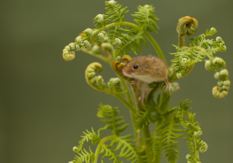 Картинка животные крысы +мыши мышь-малютка harvest mouse мышка папоротник
